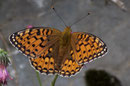 Argynnis aglaja (Grosser Perlmuttfalter, Weibchen) / CH BE Hasliberg 1050 m, 02. 08. 2006