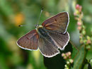 Lycaena tityrus subalpinus (Brauner Feuerfalter, Männchen) / LYCAENIDAE/Lycaeninae (Bläulinge)