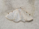 Lomographa bimaculata (Zweifleck-Weissspanner) / GEOMETRIDAE/ Ennominae (Spanner)