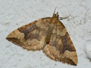 Eulithis populata (Veränderlicher Haarbüschelspanner) / GEOMETRIDAE/Ennominae (Spanner)