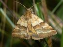 Synthymia fixa / NOCTUIDAE/ Metoponiinae (Eulen)