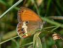 Coenonympha arcania (Weissbindiges Wiesenvögelchen) / CH TI Valle di Muggio 1007 m, 25. 06. 2012
