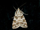 Scoparia pyralella / CRAMBIDAE/Scopariinae (Zünsler)