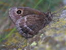 Satyrus ferula (Männchen) / CH VS Schallberg 1316 m, 11. 07. 2008