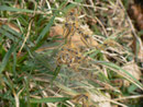 Malacosoma alpicola (Alpiner Ringelspinner) / CH BE Hasliberg 1050 m, 02. 04. 2014