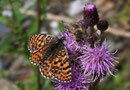 Melitaea didyma (Roter Scheckenfalter, Weibchen) / Italien Aostatal Valpelline Alp Chamen, 10. 08. 2005