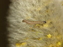 Xanthia icteritia / Junge Raupe an Kätzchen von gefällter Salix caprea
