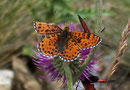 Melitaea didyma (Roter Scheckenfalter, Männchen) / Italien Aostatal Valpelline Alp Chamen, 10. 08. 2005