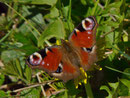 Aglais io (Tagpfauenauge) / CH NE Le Locle, Les Brenets, La Caroline 884 m, 11. 04. 2025 