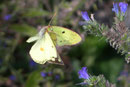 Colias hyale (Goldene Acht, Weibchen) / CH BE Hasliberg 1150 m, 10. 09. 2006