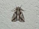 Calliergis ramosa (Geissblatt-Kappeneule) / NOCTUIDAE/Oncocnemidinae (Eulen) 
