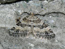 Perizoma minorata (Kleiner Augentrost-Kapselspanner)  / GEOMETRIDAE/Larentiinae (Spanner)