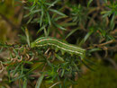 Hyles gallii (Labkrautschwärmer) / CH BE Hasliberg 1180 m, 01. 09. 2022 (junge Raupe)
