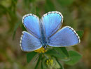 Polyommatus bellargus (Himmelblauer Bläuling, Männchen) / CH BE Hasliberg 1050 m, 24. 04. 2011