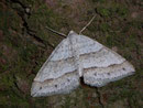 Perizoma parallelolineata (Parallelbinger Kräuterspanner) / GEOMETRIDAE/Larentiinae (Spanner)