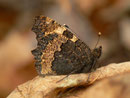Aglais urticae (Kleiner Fuchs) / CH BE Hasliberg 1050 m, 26. 11. 2016