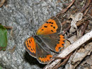 Lycaena phlaeas (Kleiner Feuerfalter) / CH TI Progero-Sementina 260 m, 14. 10. 2010