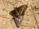 Zerynthia rumina (mit offenen Flügeln ein Weibchen Zerynthia rumina canteneri) / E Andalusien, Sierra de Segura, Embalse del Tranco, Cortijo de los Archites 1100 m, 23. 04. 2012