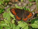 Erebia ligea (Weissbindiger Mohrenfalter, Weibchen) / CH BE Hasliberg 1240m, 20. 07. 2013