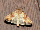 Apamea sublustris (Rötlichgelbe Grasbüscheleule) / NOCTUIDAE/Xyleninae Apameina (Eulen)