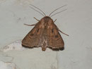 Agrotis exclamationis (Gemeine Graseule) / NOCTUIDAE (Eulen)