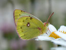 Colias croceus (Postillon) / CH VS Col de Verne 1650 m, 09. 07. 2012
