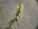 Stachys recta (Aufrechter Ziest) / Lamiaceae