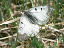 Parnassius mnemosyne (Schwarzer Apollo) / CH VS Ried-Mörel zur Riederalp 1150 m, 26. 04. 2011