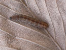 Xanthia icteritia / Raupe nach dem Verlassen des Kätzchens