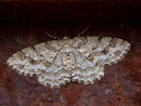 Ectropis crepuscularia (Rinden-Zackenbindenspanner) / GEOMETRIDAE/Ennominae (Spanner)