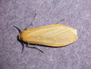 Eilema sororcula (Frühlings-Flechtenbärchen) / ARCTIIDAE/Lithosiinae (Bärenspinner)