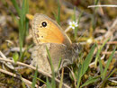 Coenonympha pamphilus lyllus (Kleines Wiesenvögelchen) / E Provinz Andalusien, Sierra de Segura, Embalse del Tranco, Cortijo de los Archites  750 m, 23. 04. 2'012