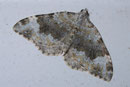 Coenotephria tophaceata (Grosser Felsen-Bindenspanner) / GEOMETRIDAE/Larentiinae (Spanner)