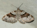 Xanthorhoe designata (Kohl-Blattspanner) / GEOMETRIDAE/Larentiinae (Spanner)