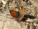 Lycaena phlaeas (Kleiner Feuerfalter) / CH VS Rosswald, Stafel 1980 m, 23. 09. 2011