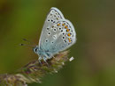 Polyommatus eros (Eros-Bläuling, Männchen) / CH TI Bedretto, Paltano 1875 m, 06. 08. 2024