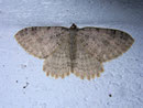 Triphosa sabaudiata (Gelblichgrauer Höhlenspanner) (Heidespanner) / GEOMETRIDAE/Larentiinae (Spanner)
