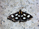 Anania funebris / CRAMBIDAE/Pyraustinae (Zünsler)