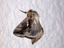Chrysodeixis spec./ NOCTUIDAE (Eulen)