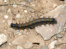 Nymphalis polychloros (Grosser Fuchs) / F Département de l'Hérault, Lac de Salagou, Côte de Liausson  140 m, 11. 05. 2012