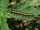 Callimorpha dominula (Schönbär) / CH BE Hasliberg 1230 m,  28. 05. 2016