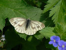 Pieris bryoniae (Bergweissling, Weibchen) / PIERIDAE/Pierinae (Weisslinge)