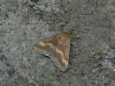 Pyrausta arealis / PYRALIDAE/Pyraustinae (Zünsler)