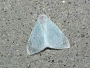 Arctornis l-nigrum (Schwarzes L) / LYMANTRIIDAE (Trägspinner)