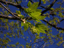 Acer pseudoplatanus (Bergahorn) / Aceraceae