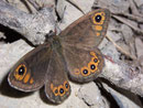 Lasiommata petropolitana (Braunscheckauge) / NYMPHALIDAE/Satyrinae (Edelfalter)