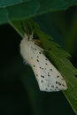 Spilosoma lubricipeda (Weisse Tigermotte) / CH BE Hasliberg 1050 m, 18. 06. 2017