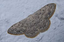 Scopula marginepunctata (Randfleckiger Kleinspanner) / GEOMETRIDAE/Sterrhinae (Spanner)