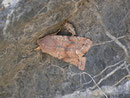 Orthosia incerta (Variable Kätzcheneule) / CH BE Hasliberg 1050 m, 20. 04. 2015