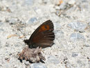 Erebia ligea (Weissbindiger Mohrenfalter, Männchen) / CH VS Mund Roosse 1478 m, 03. 07. 2014